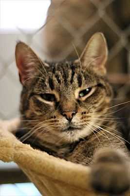 Delilah, an adoptable Domestic Short Hair in Pottsville, PA, 17901 | Photo Image 1