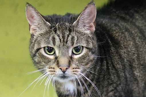 Delilah, an adoptable Domestic Short Hair in Pottsville, PA, 17901 | Photo Image 2