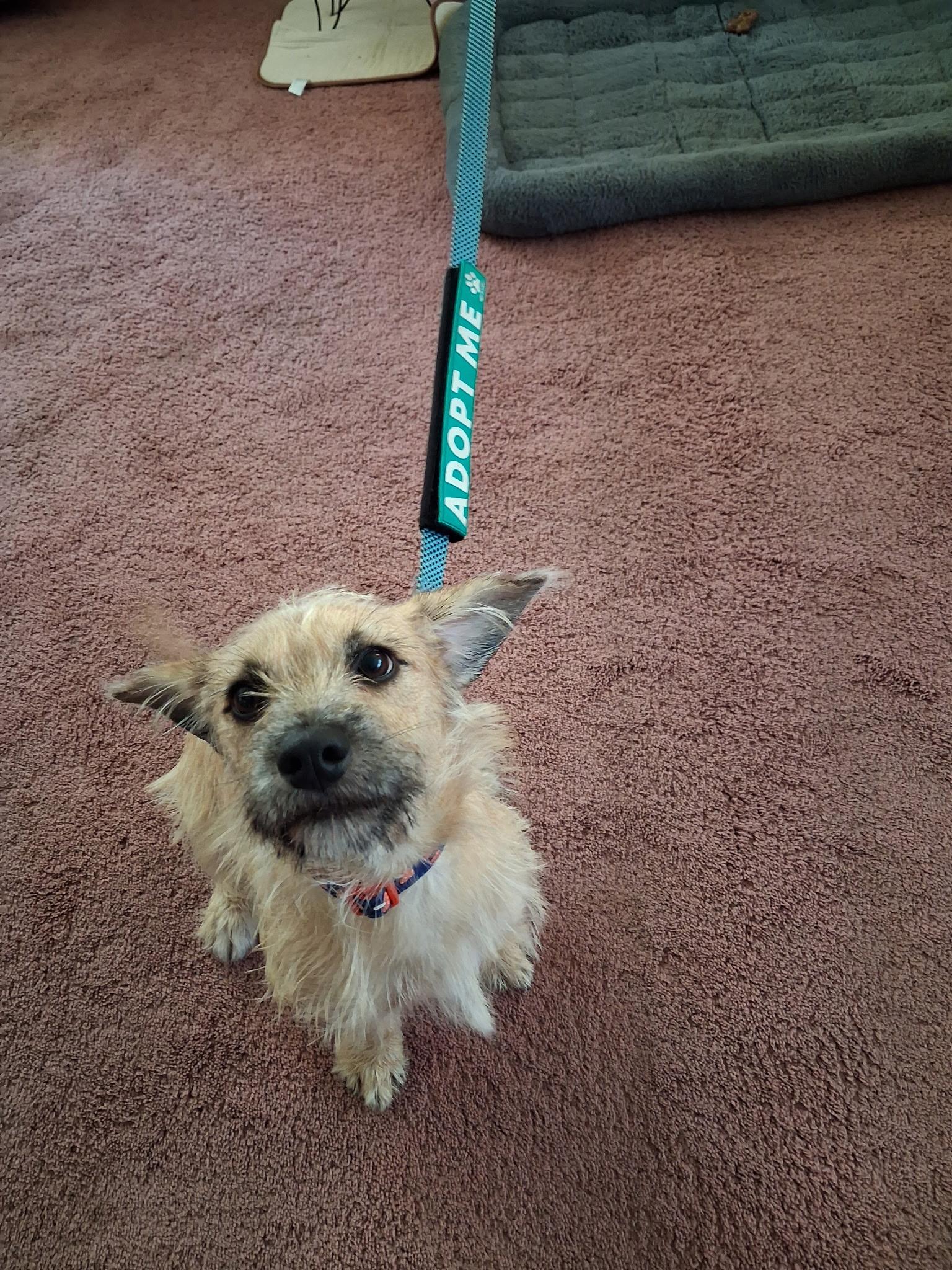 Enlarge Yackel BR14591-T LOCAL Adoption Event in Burlington 8/22, a Adoptable mixed breed in Burlington, WA image 6/6