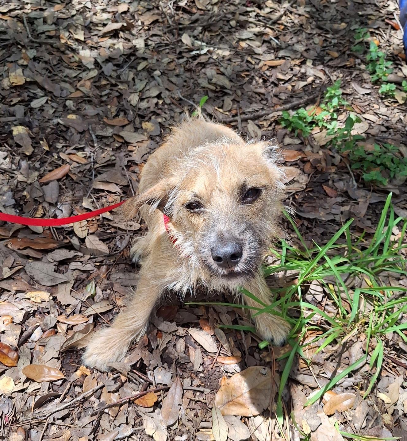 Enlarge Yackel BR14591-T LOCAL Adoption Event in Burlington 8/22, a Adoptable mixed breed in Burlington, WA image 2/6