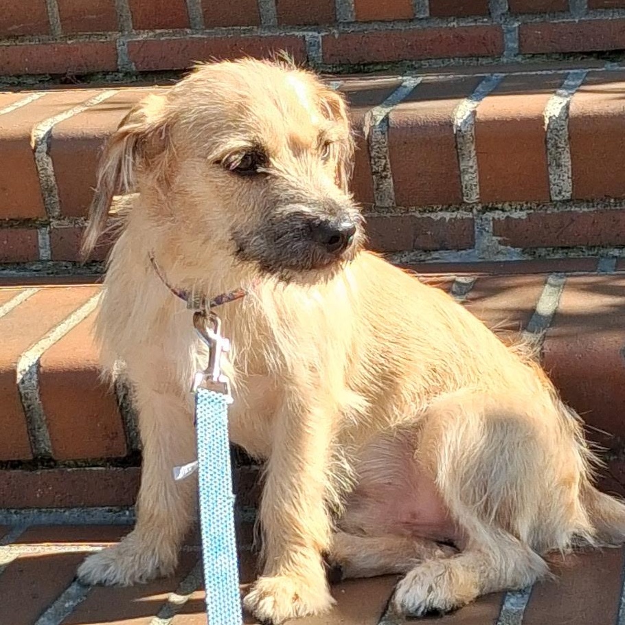 Enlarge Yackel BR14591-T LOCAL Adoption Event in Burlington 8/22, a Adoptable mixed breed in Burlington, WA image 1/6