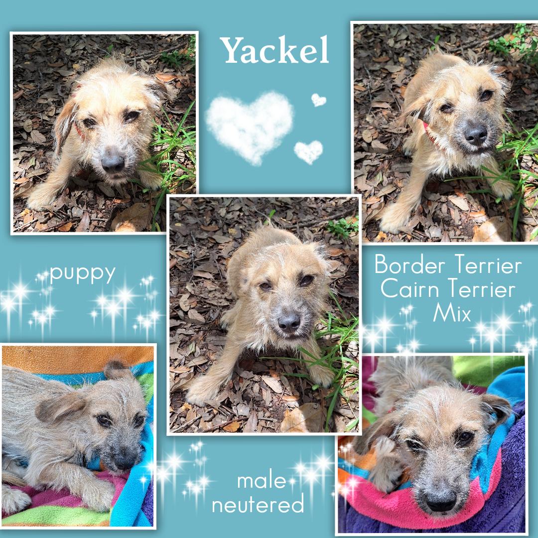 Enlarge Yackel BR14591-T LOCAL Adoption Event in Burlington 8/22, a Adoptable mixed breed in Burlington, WA image 3/6
