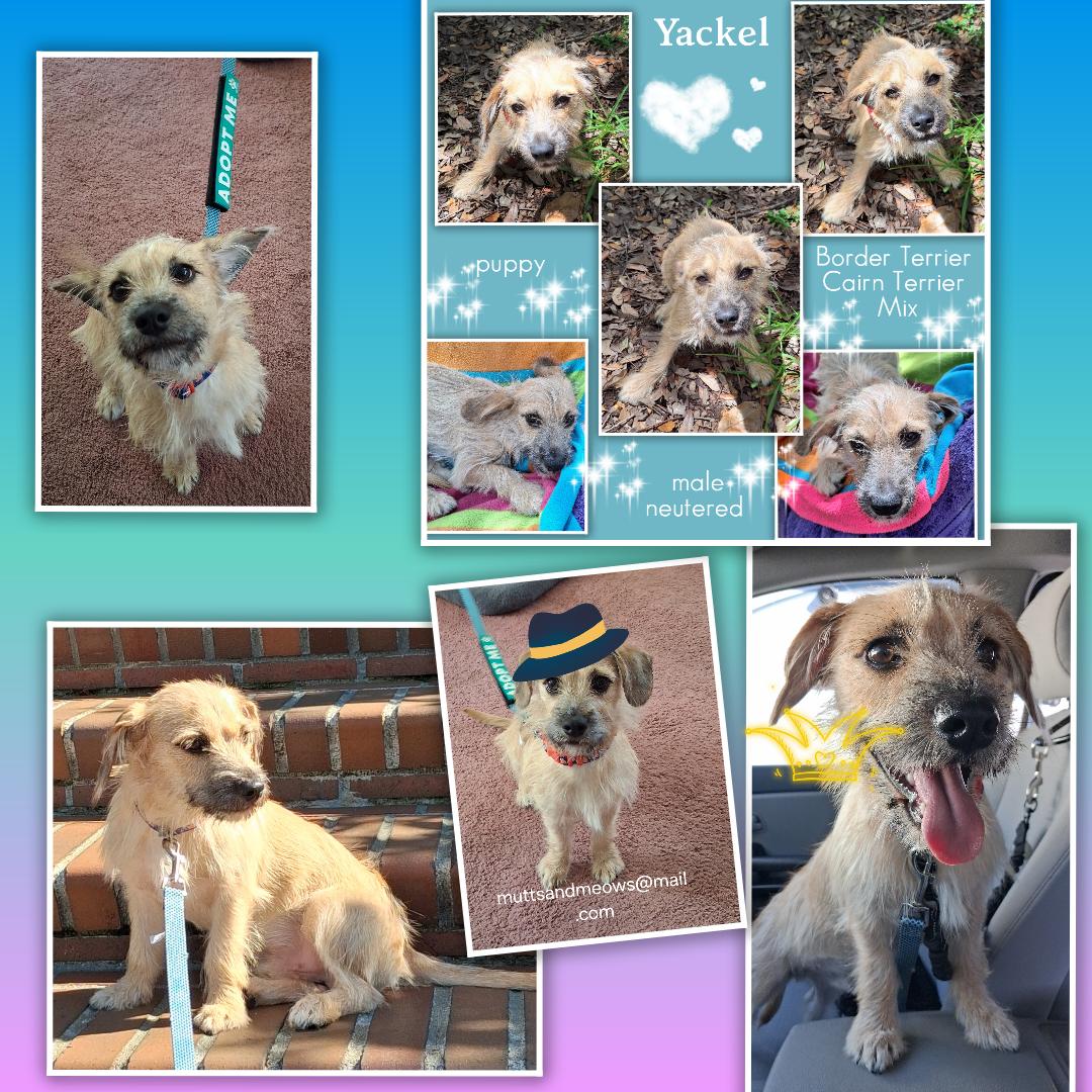 Enlarge Yackel BR14591-T LOCAL Adoption Event in Burlington 8/22, a Adoptable mixed breed in Burlington, WA image 5/6