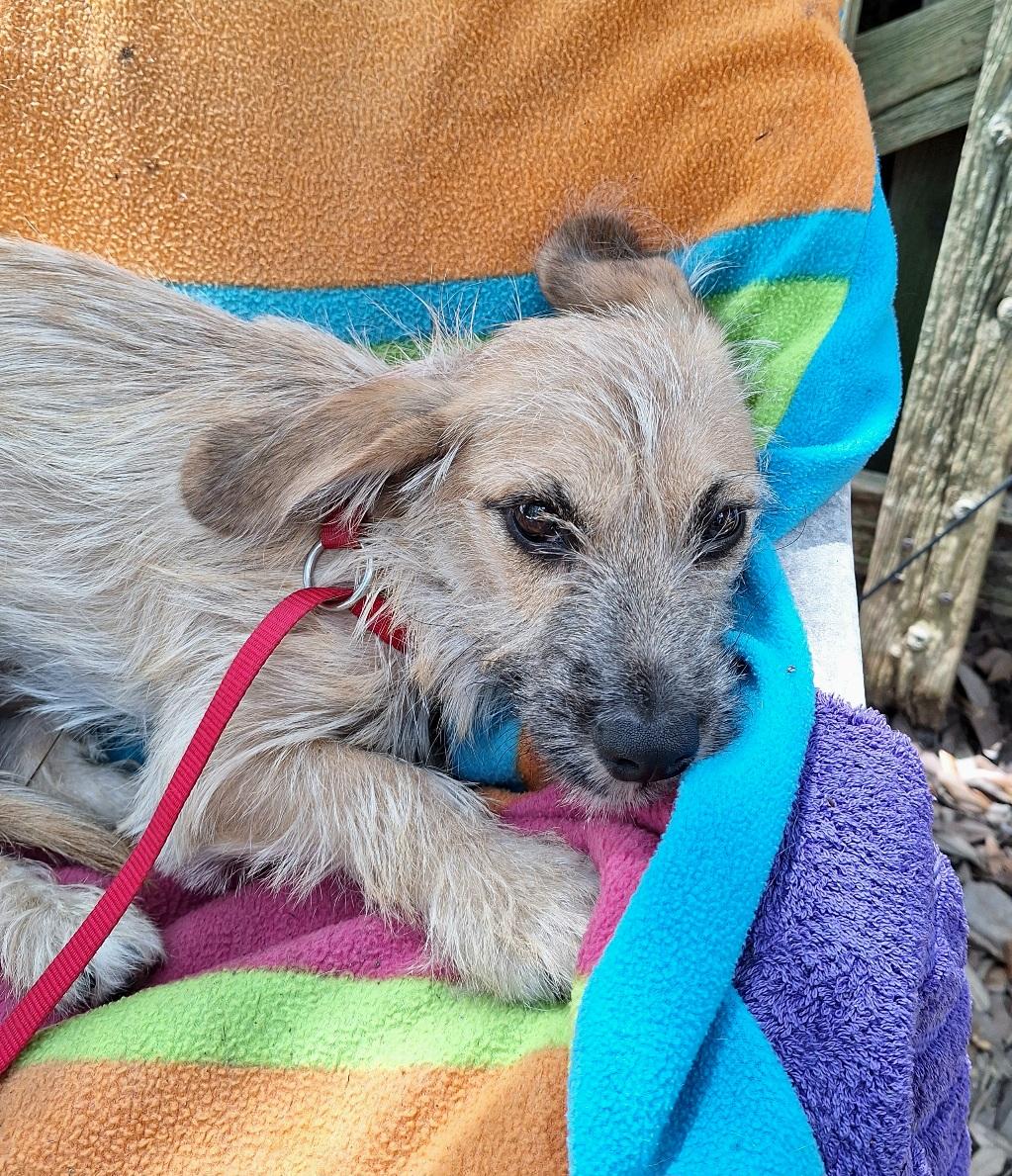 Enlarge Yackel BR14591-T LOCAL Adoption Event in Burlington 8/22, a Adoptable mixed breed in Burlington, WA image 4/6