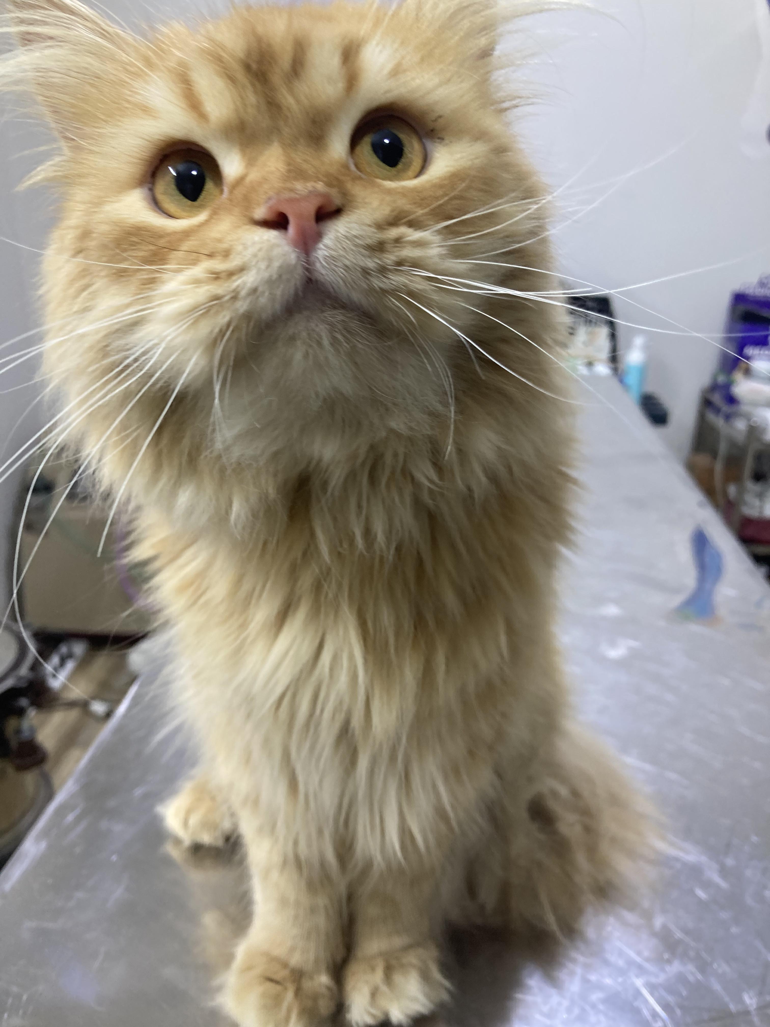Enlarge Charles - A Sweet, Gentle Cat, a ADOPTABLE mixed breed in North York, ON image 4/6