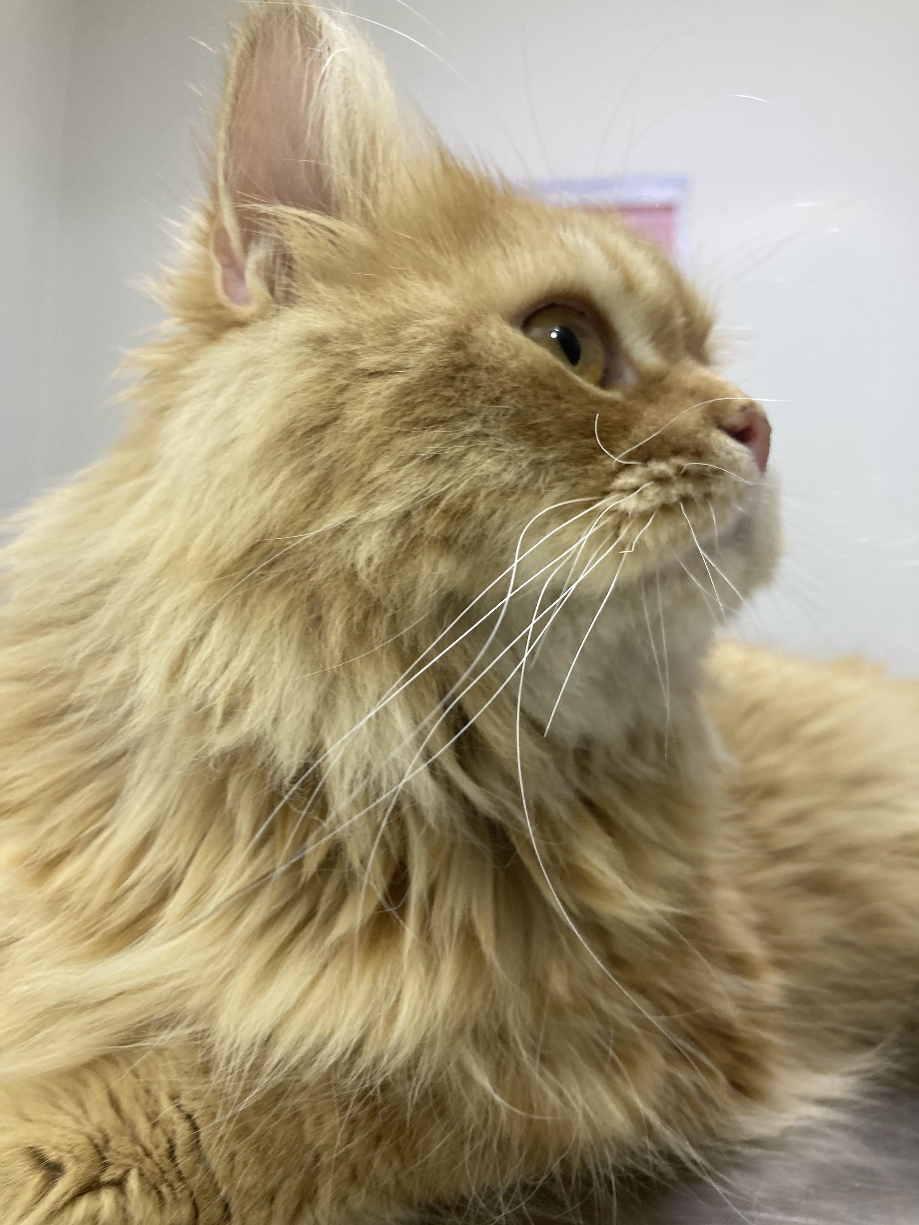 Enlarge Charles - A Sweet, Gentle Cat, a ADOPTABLE mixed breed in North York, ON image 1/6
