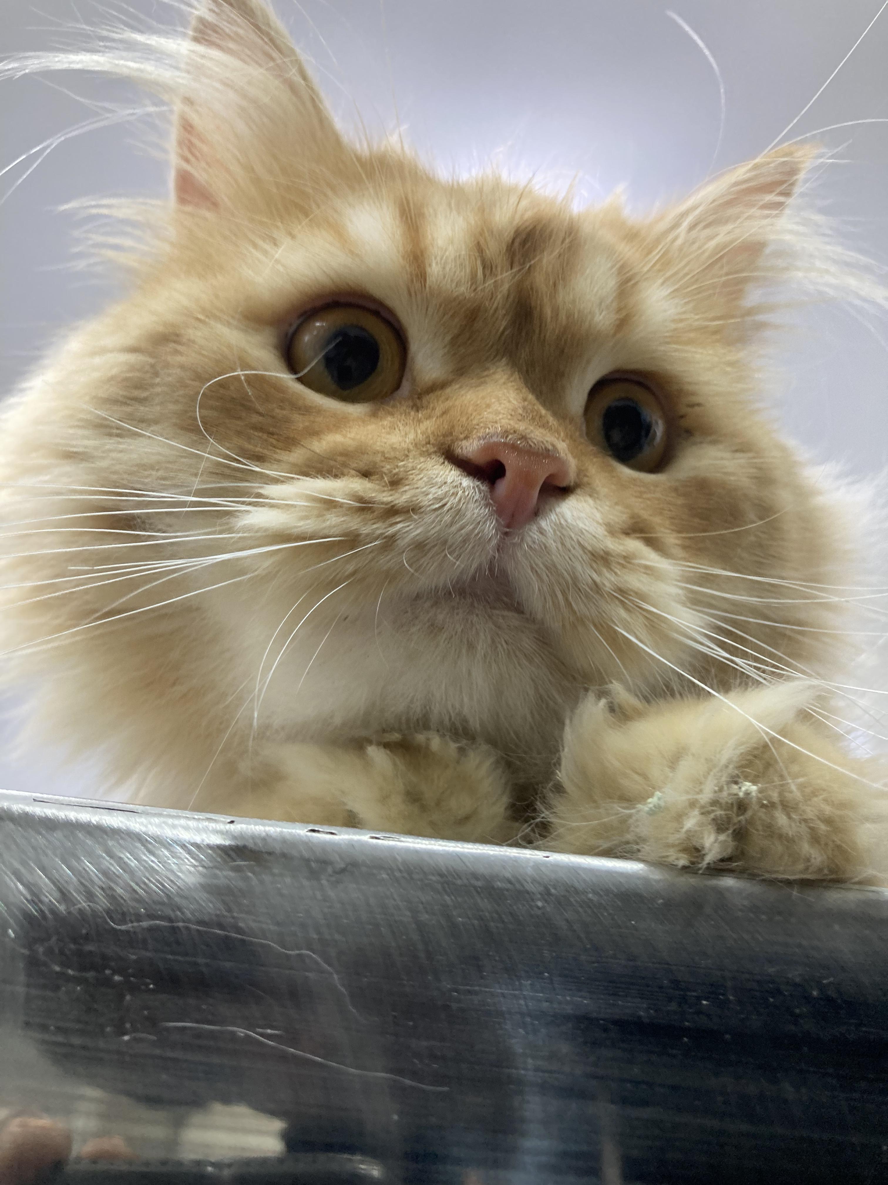 Enlarge Charles - A Sweet, Gentle Cat, a ADOPTABLE mixed breed in North York, ON image 2/6