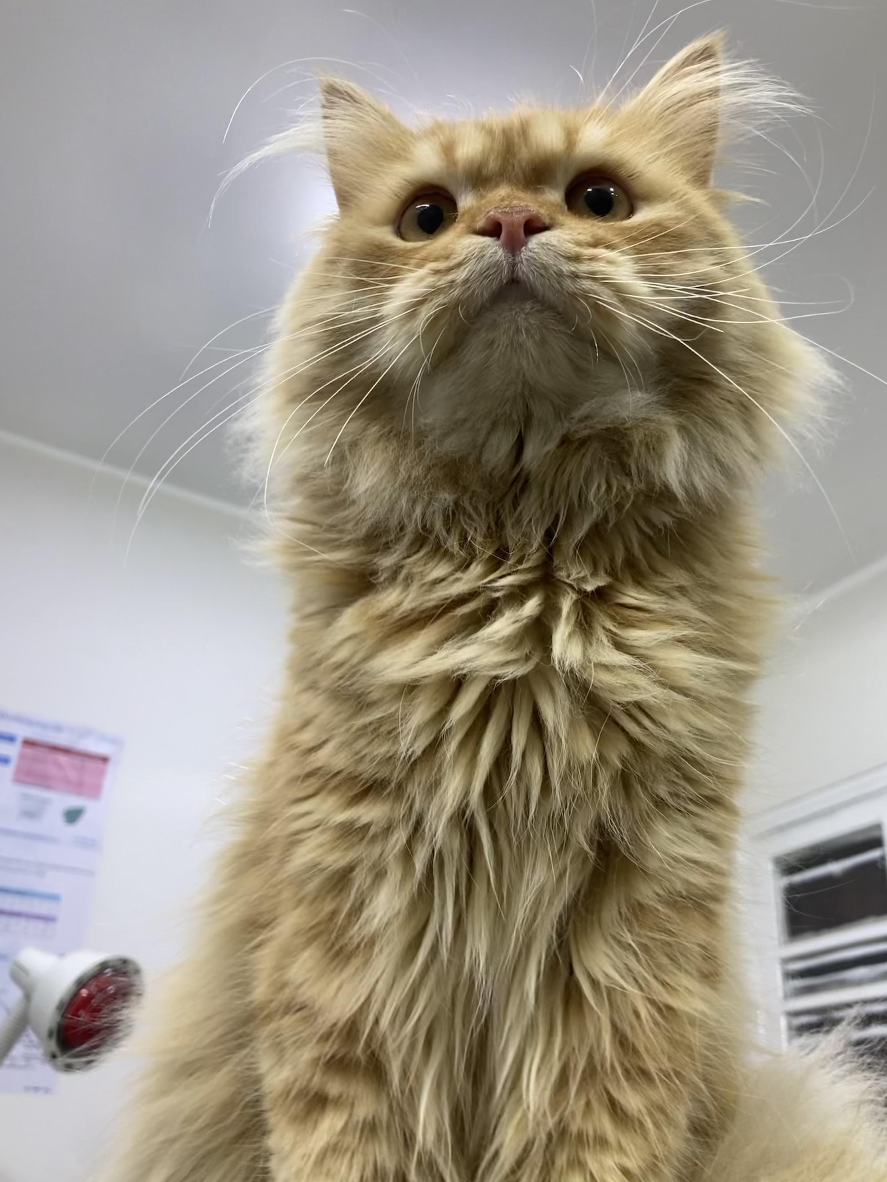 Enlarge Charles - A Sweet, Gentle Cat, a ADOPTABLE mixed breed in North York, ON image 5/6