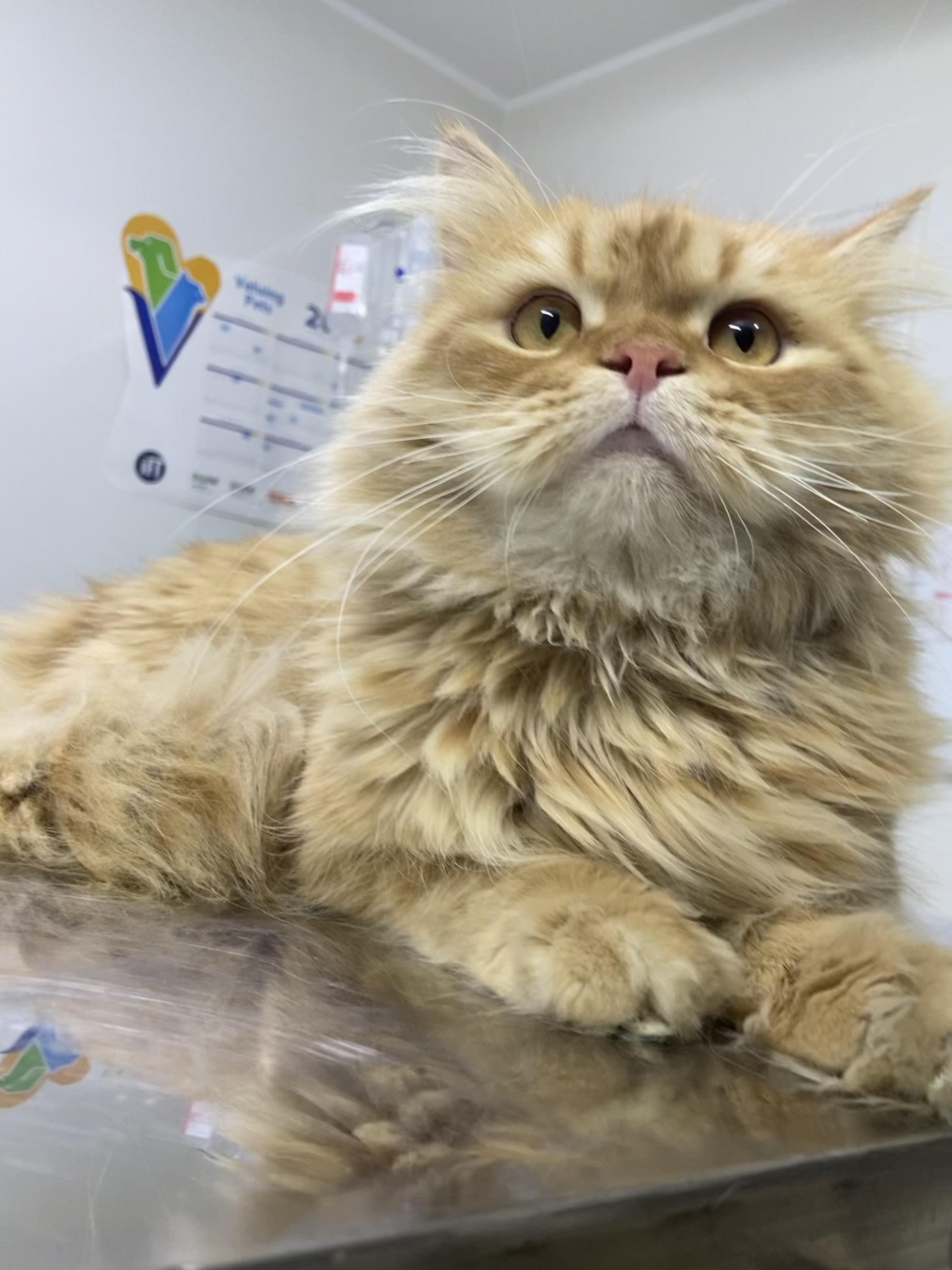 Enlarge Charles - A Sweet, Gentle Cat, a ADOPTABLE mixed breed in North York, ON image 6/6