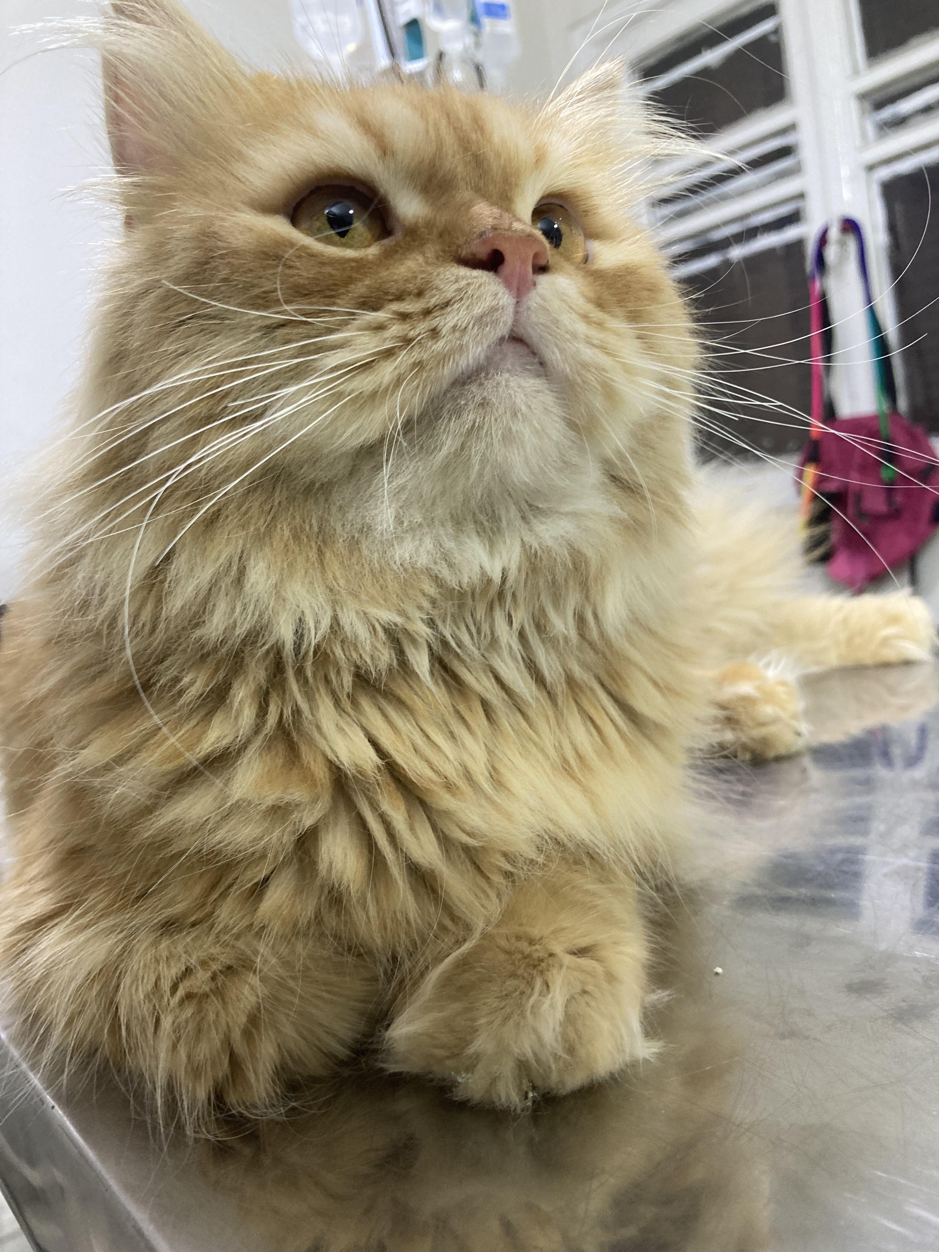 Enlarge Charles - A Sweet, Gentle Cat, a ADOPTABLE mixed breed in North York, ON image 3/6