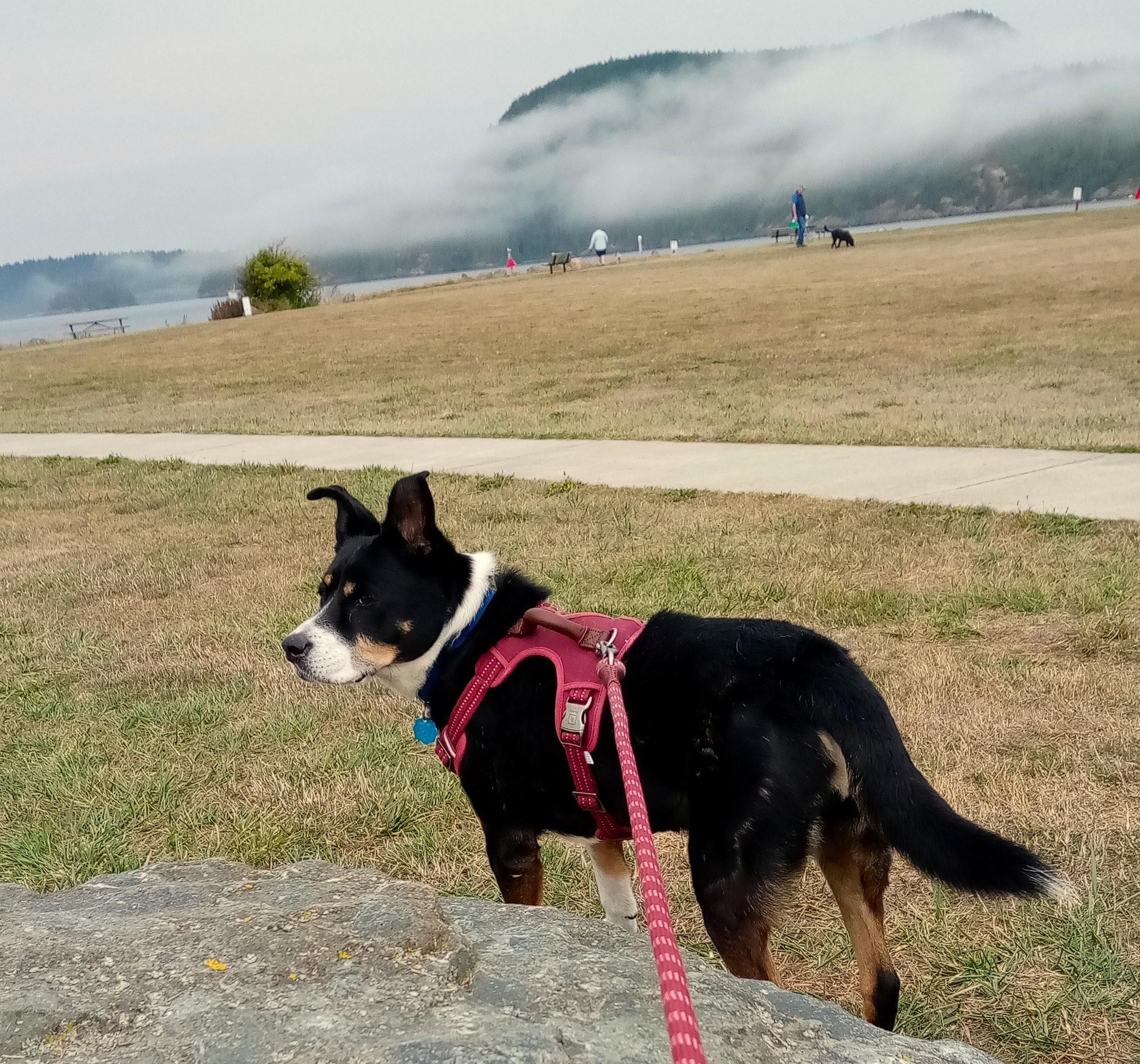 Lady , ADOPTABLE, Adult Female Border Collie.
