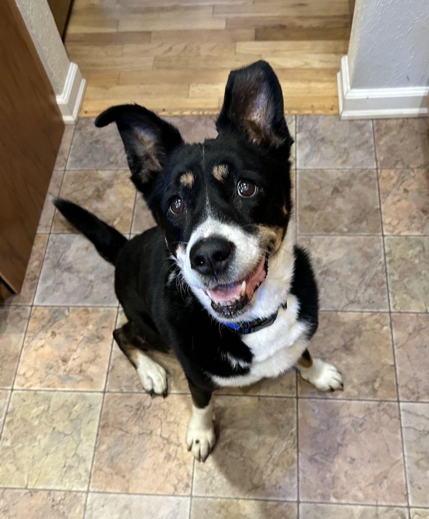 Lady , a ADOPTABLE mixed breed in Montesano, WA image 3/6
