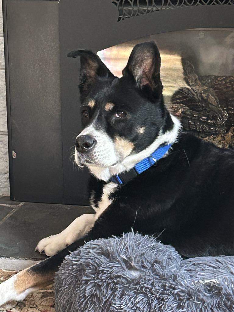 Lady , a ADOPTABLE mixed breed in Montesano, WA image 6/6