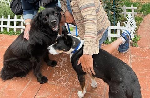 Lady , a ADOPTABLE mixed breed in Montesano, WA image 4/6