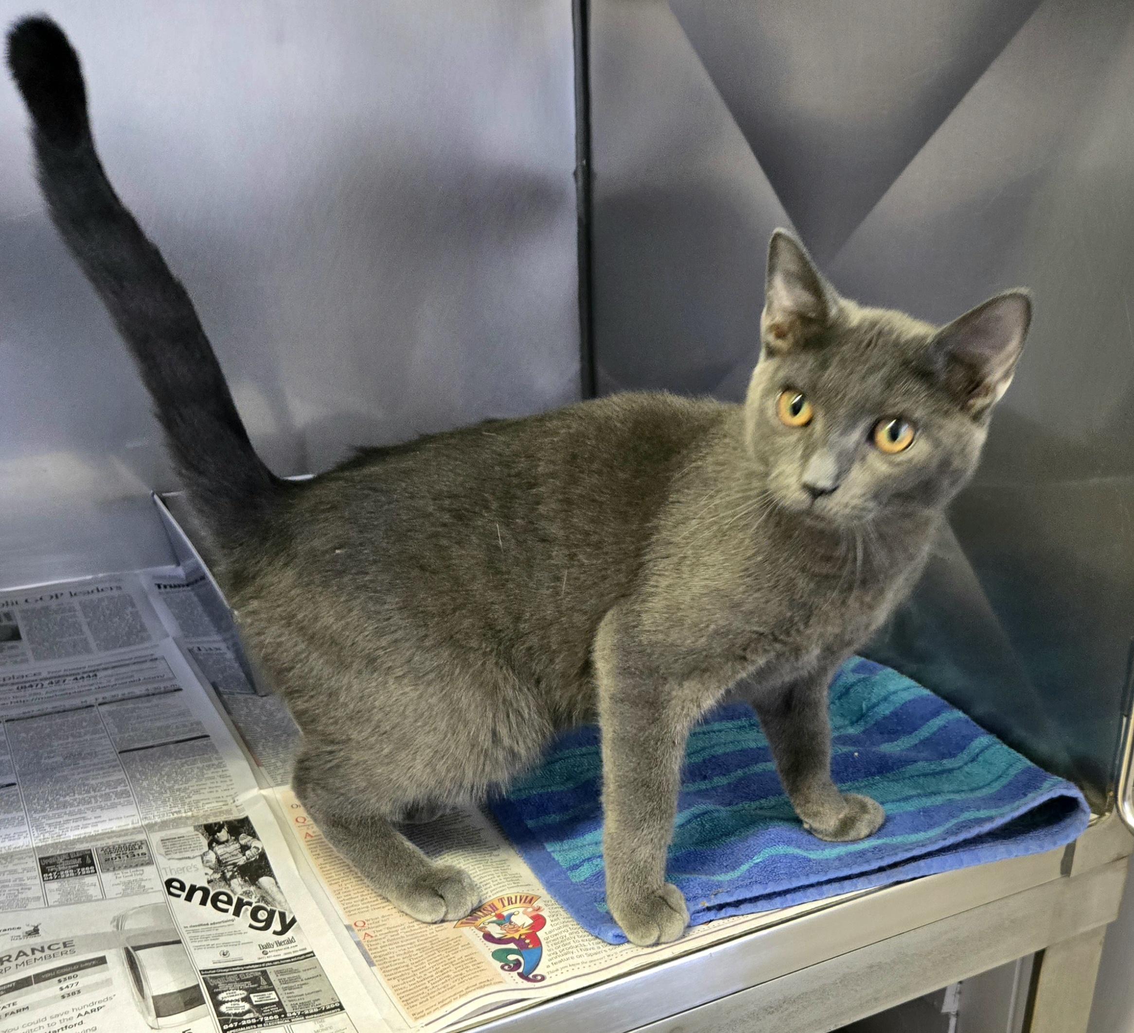 Enlarge Sterling , a ADOPTABLE Domestic Short Hair in Arlington Heights, IL image 6/6