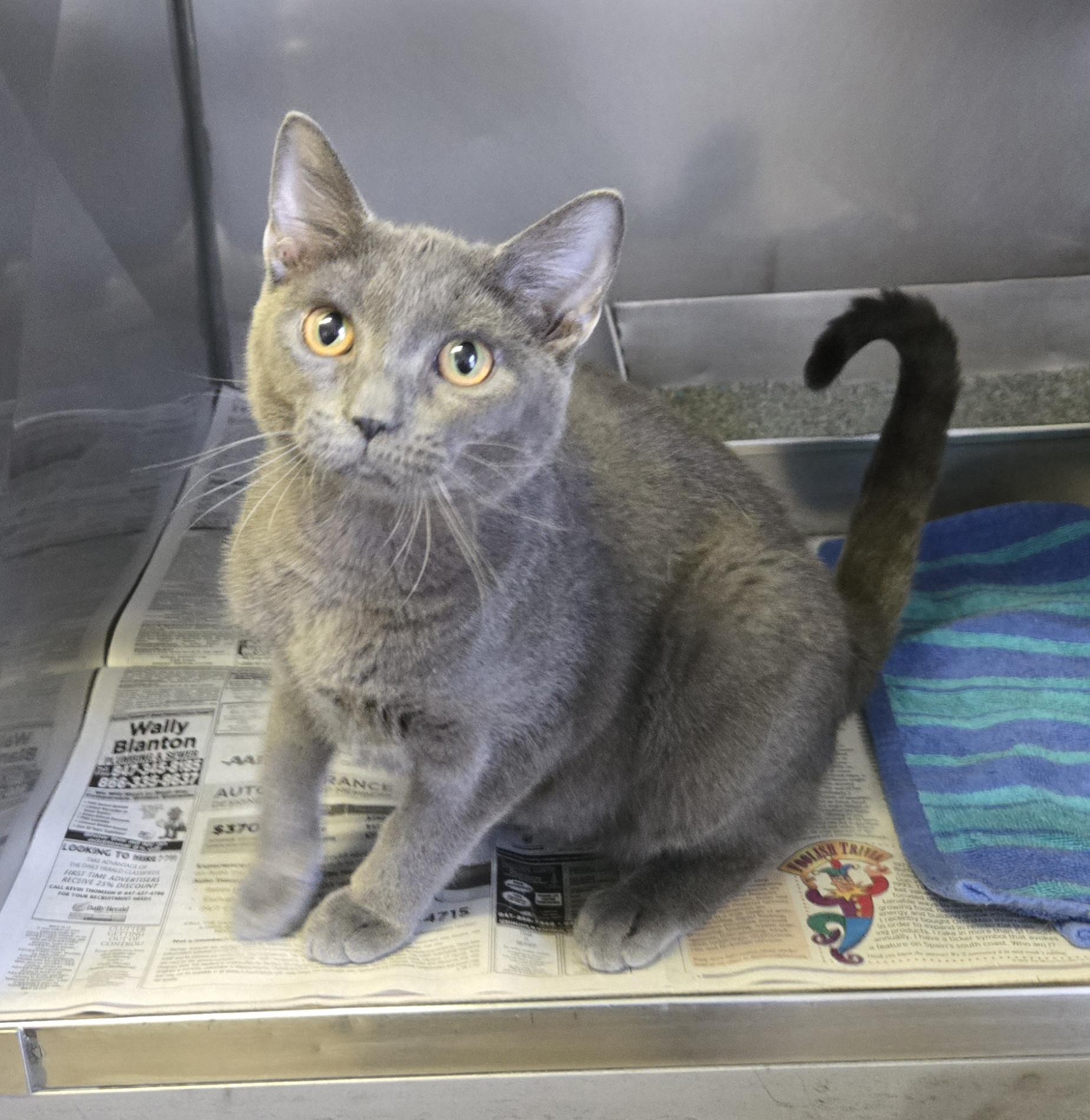 Sterling , ADOPTABLE, Kitten Male Domestic Short Hair.