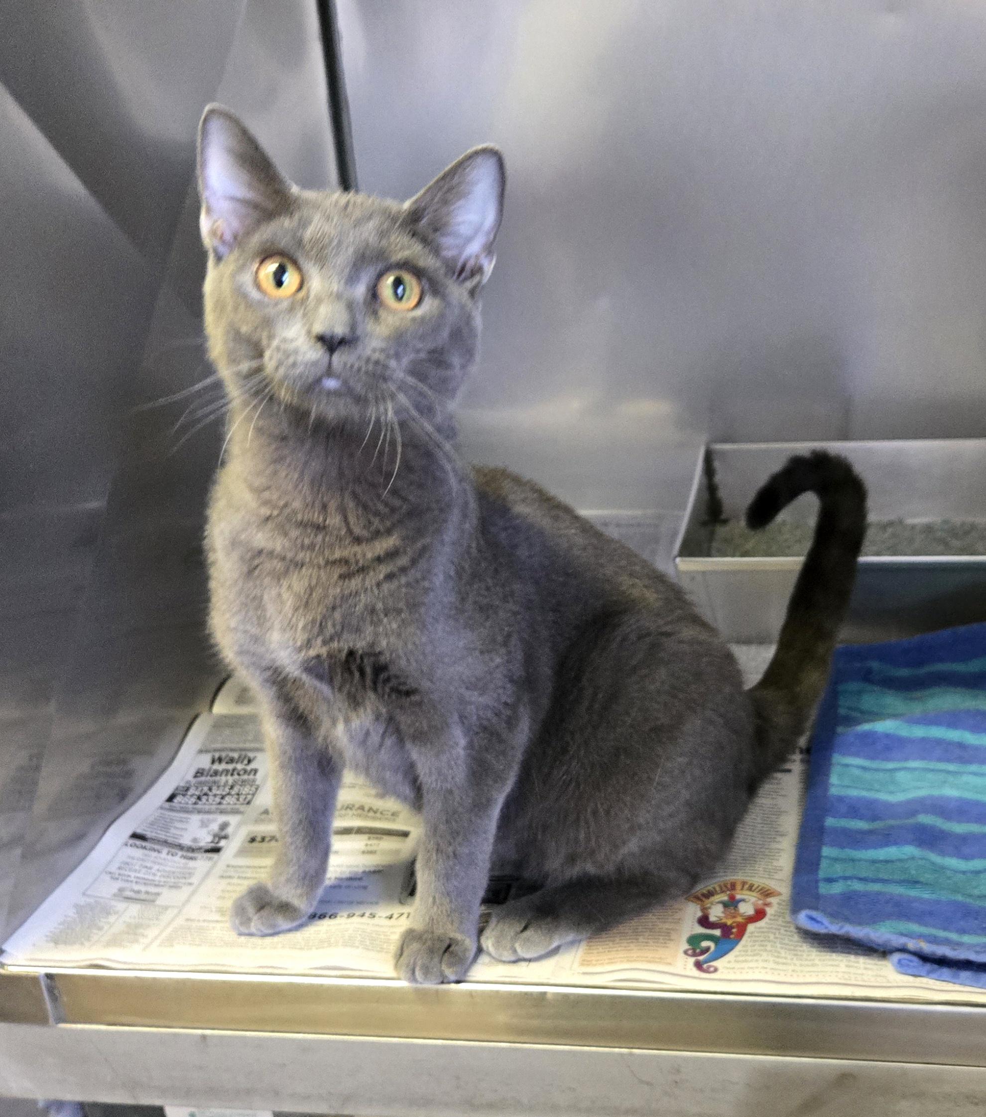 Enlarge Sterling , a ADOPTABLE Domestic Short Hair in Arlington Heights, IL image 3/6