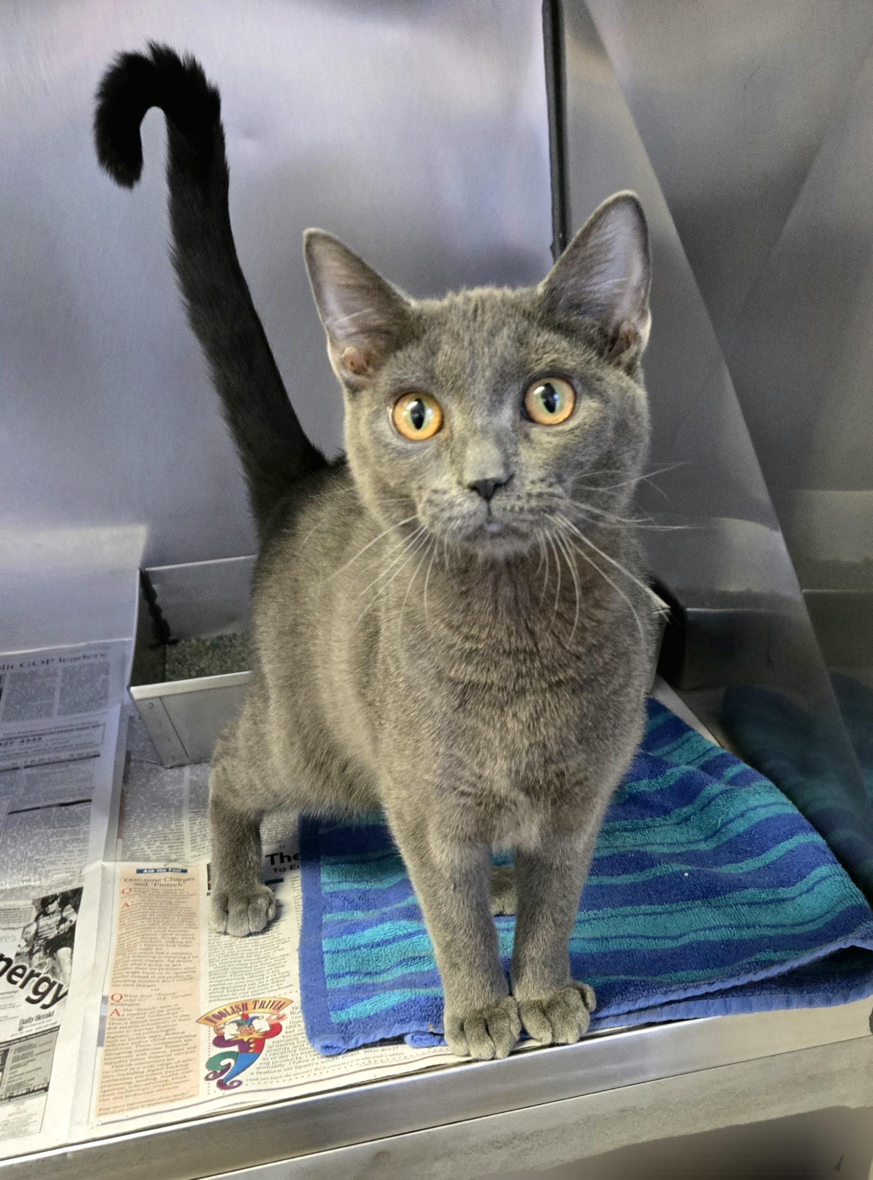 Enlarge Sterling , a ADOPTABLE Domestic Short Hair in Arlington Heights, IL image 2/6