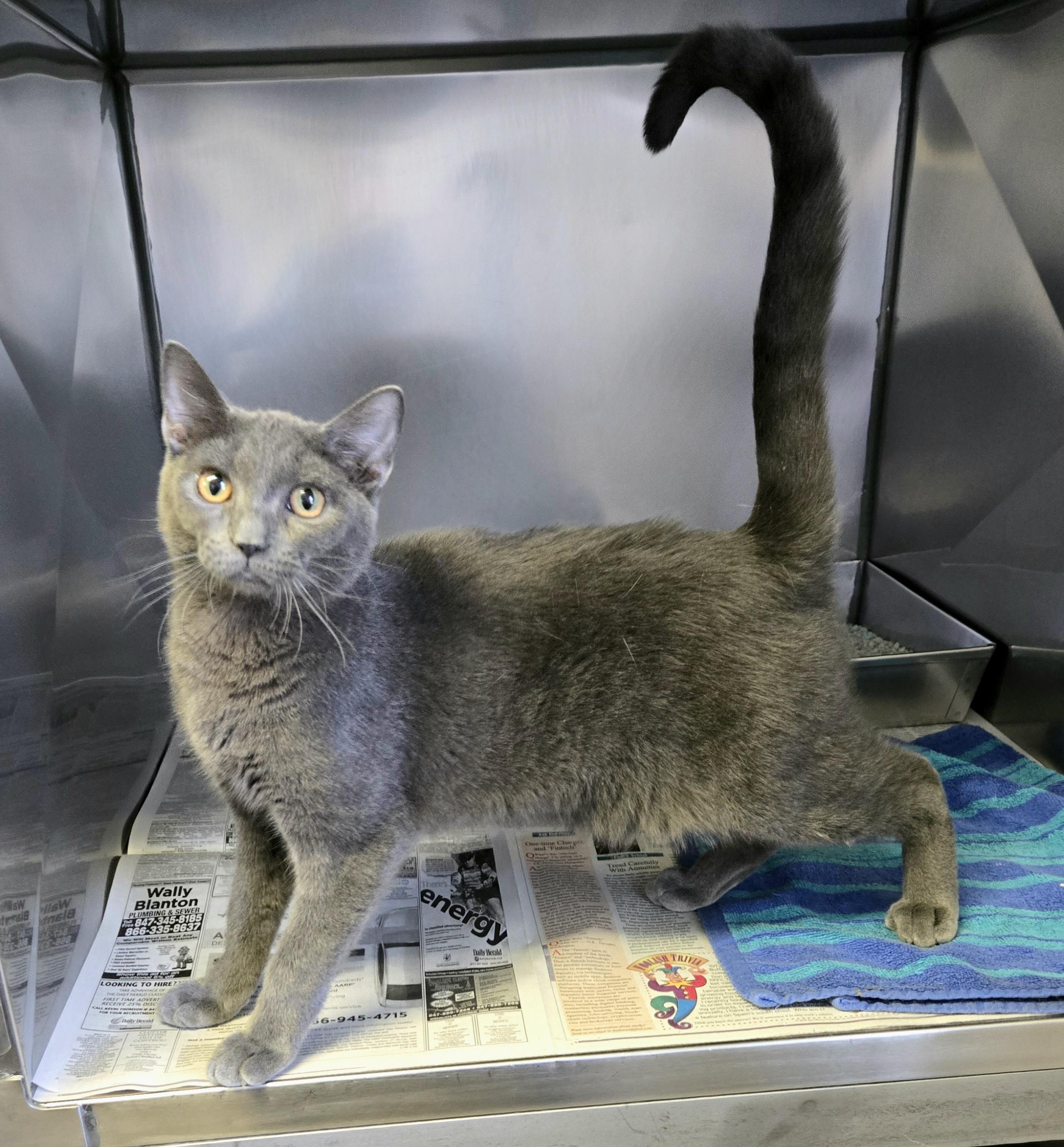 Enlarge Sterling , a ADOPTABLE Domestic Short Hair in Arlington Heights, IL image 5/6