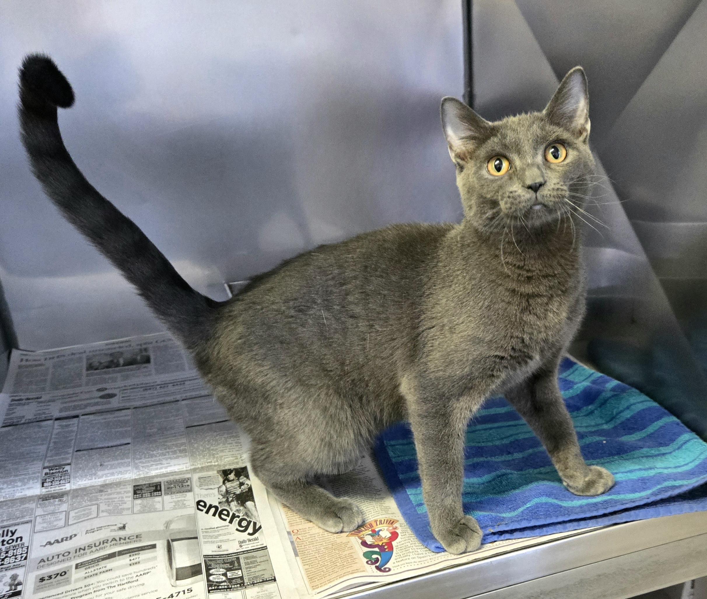 Enlarge Sterling , a ADOPTABLE Domestic Short Hair in Arlington Heights, IL image 4/6