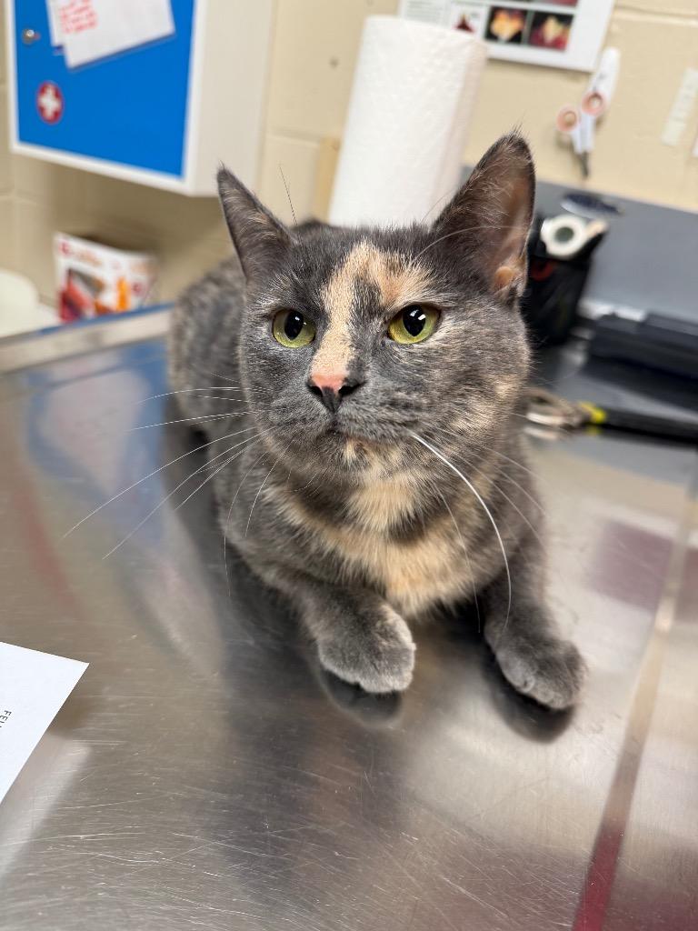 Enlarge ZOEY, a Adopted mixed breed in Wintersville, OH image 1/2