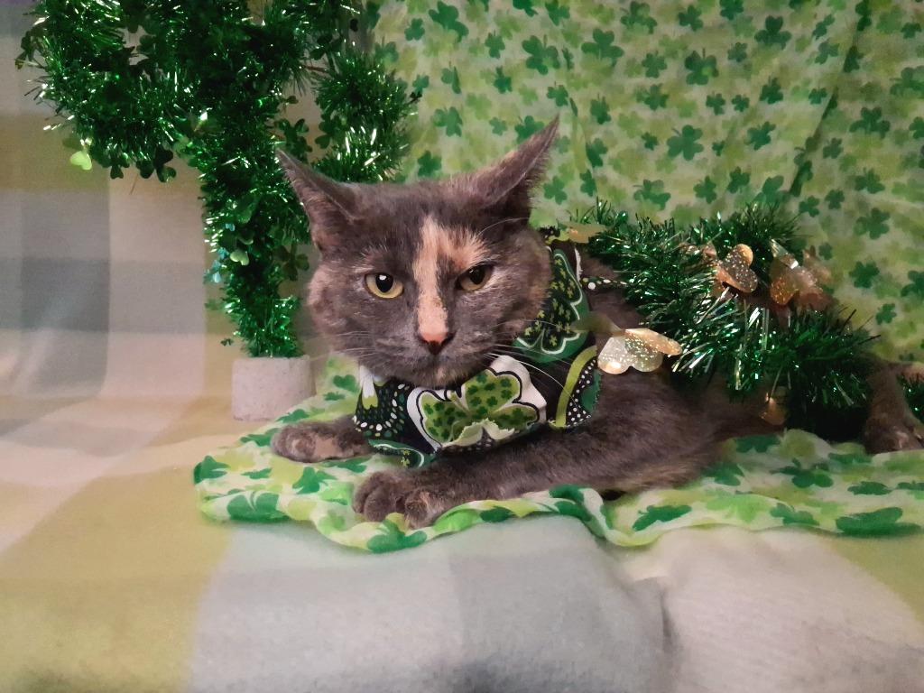 Enlarge ZOEY, a Adopted mixed breed in Wintersville, OH image 2/2