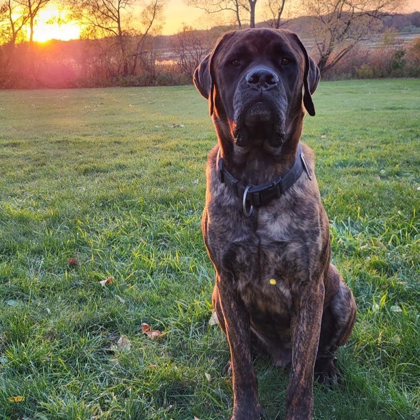 Enlarge Moose, a Adoptable Mastiff in Saint Cloud, MN image 2/5