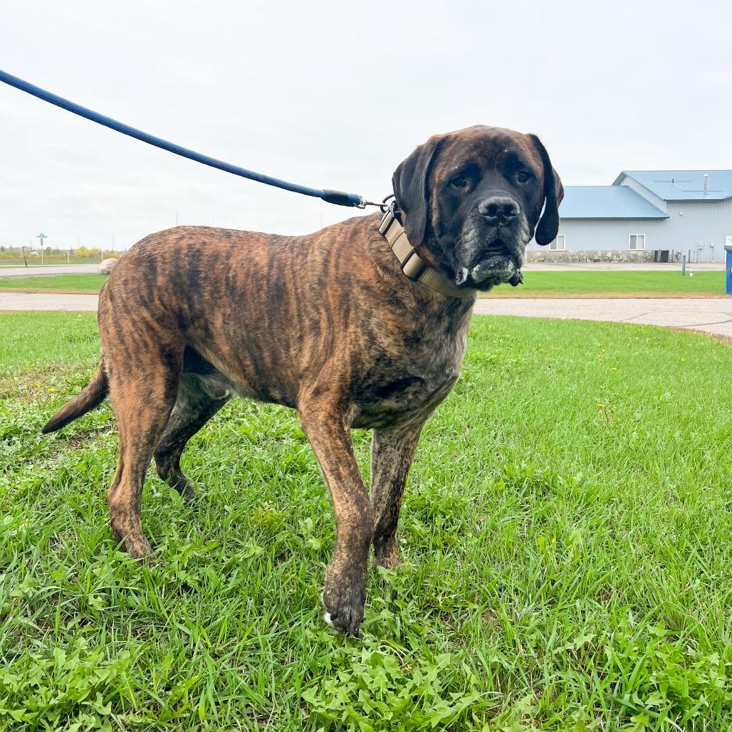 Enlarge Moose, a Adoptable Mastiff in Saint Cloud, MN image 4/6