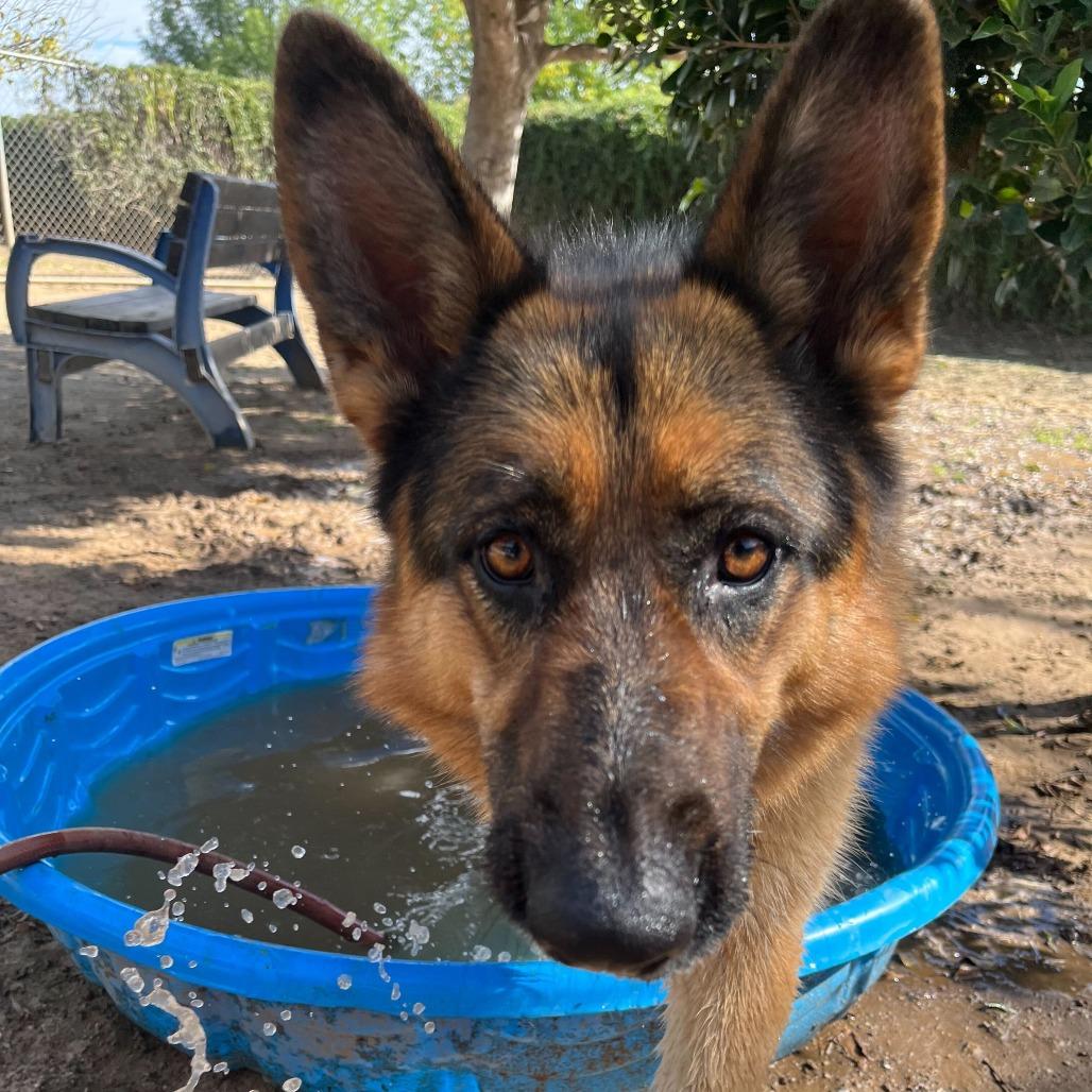 Gigila, Adoptable, Adult Female German Shepherd Dog & Mixed Breed.