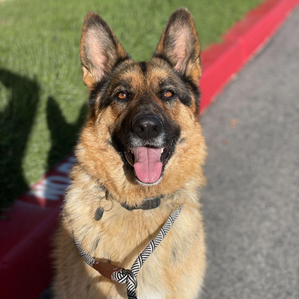 Enlarge Gigi, a Adoptable mixed breed in Riverside, CA image 2/6