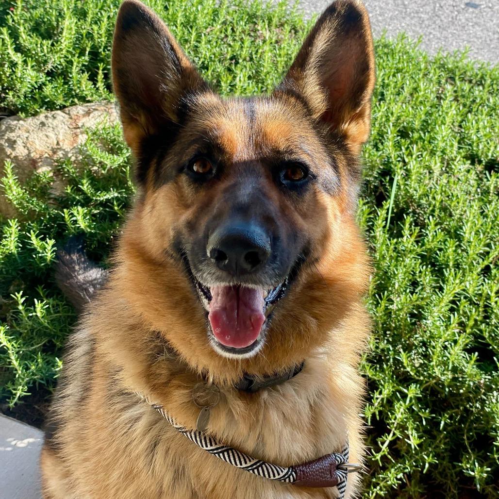 Enlarge Gigi, a Adoptable mixed breed in Riverside, CA image 3/6