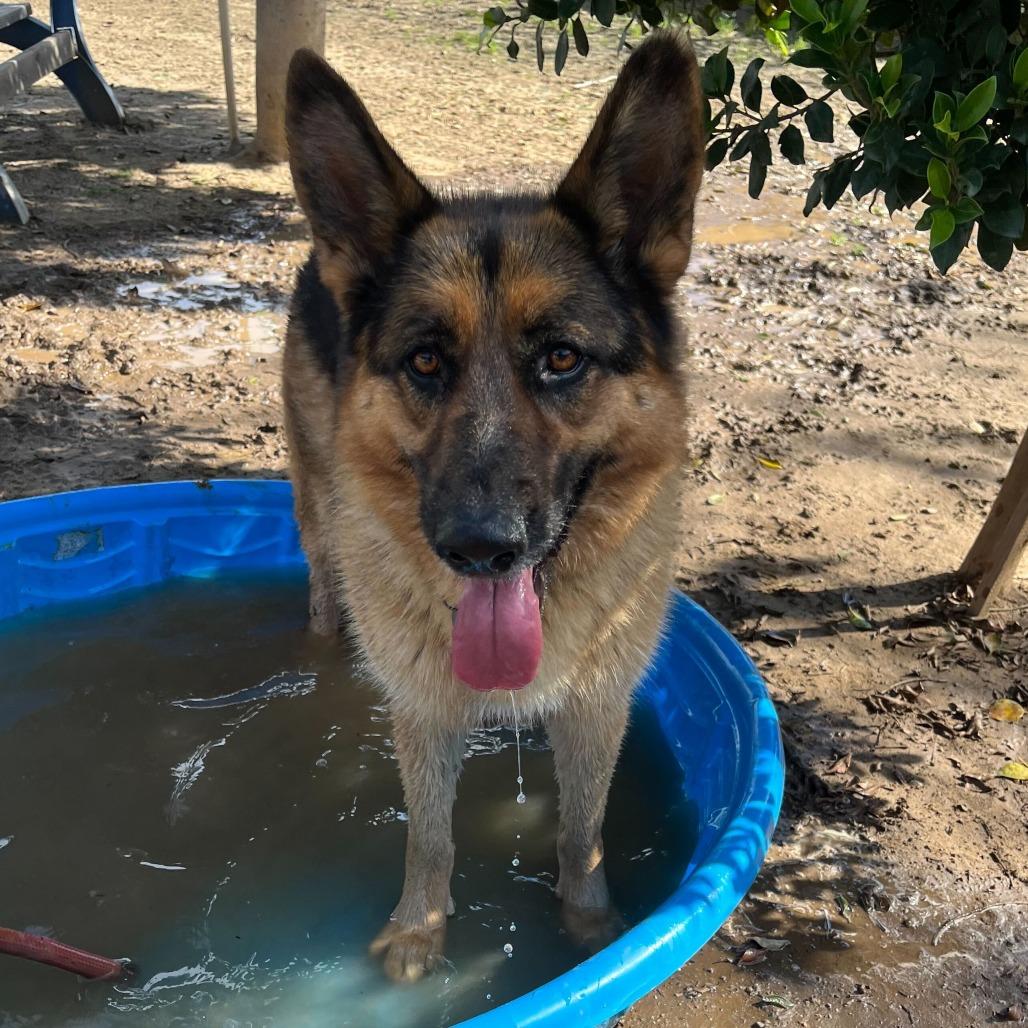 Enlarge Gigi, a Adoptable mixed breed in Riverside, CA image 4/6