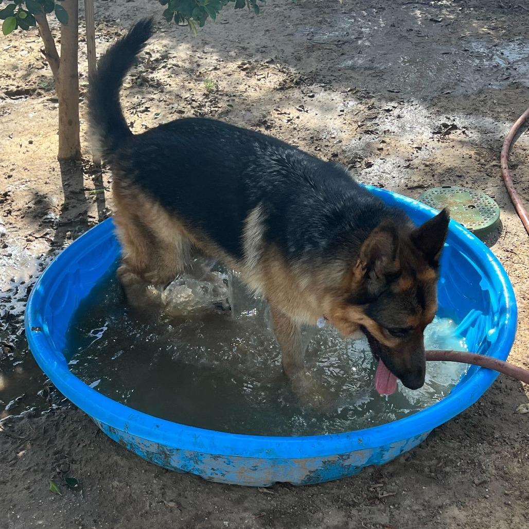 Enlarge Gigi, a Adoptable mixed breed in Riverside, CA image 5/6