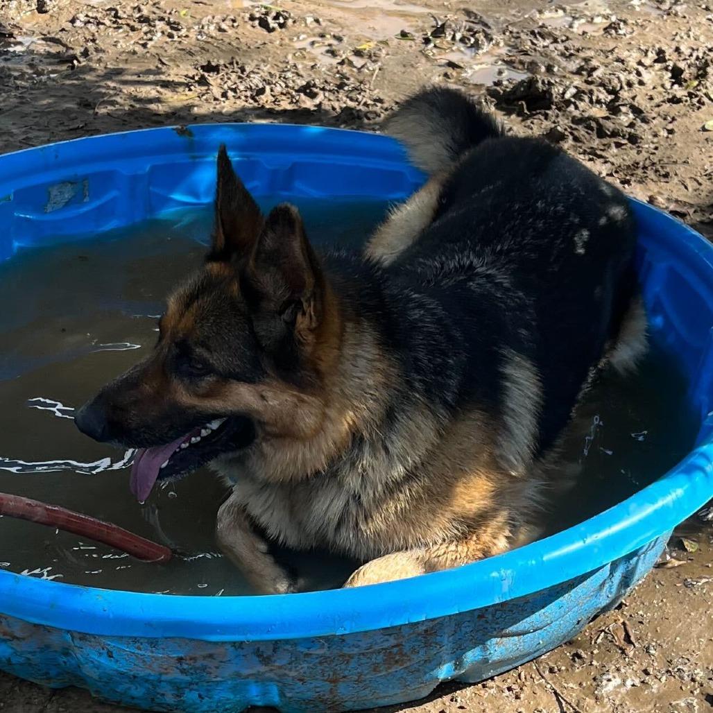 Enlarge Gigi, a Adoptable mixed breed in Riverside, CA image 6/6