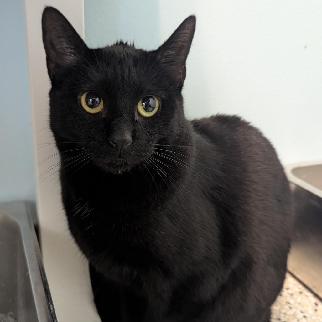Enlarge Jasper, a Adoptable Domestic Short Hair in Winchester, TN image 1/1