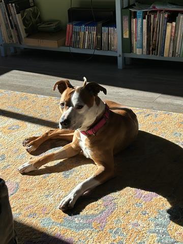 FERGIE, Adoptable, Young Female Pit Bull Terrier & Mixed Breed.