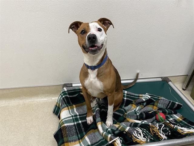 FERGIE, Adoptable, Young Female Pit Bull Terrier & Mixed Breed.