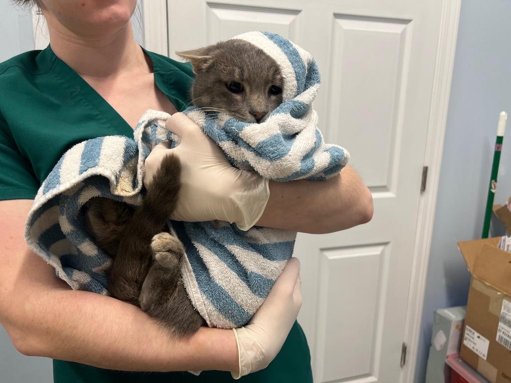 Tanzanite, Adoptable, Adult Male Domestic Short Hair.