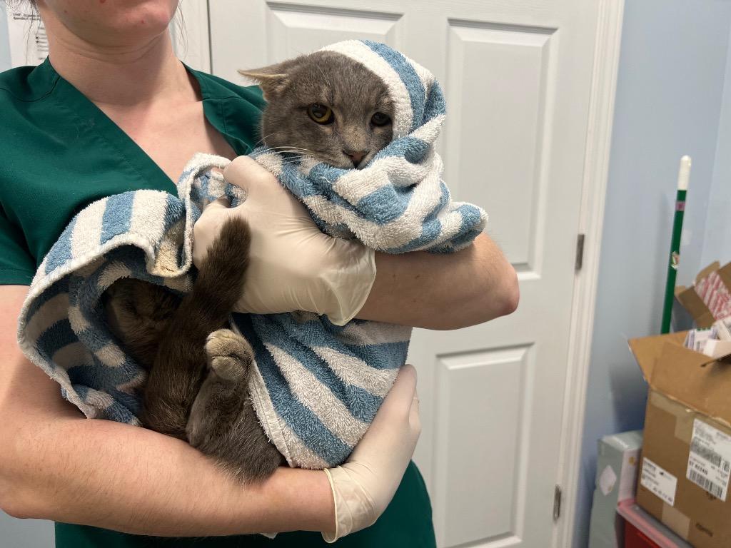 Enlarge Tanzanite, a Adoptable mixed breed in Raleigh, NC image 3/3