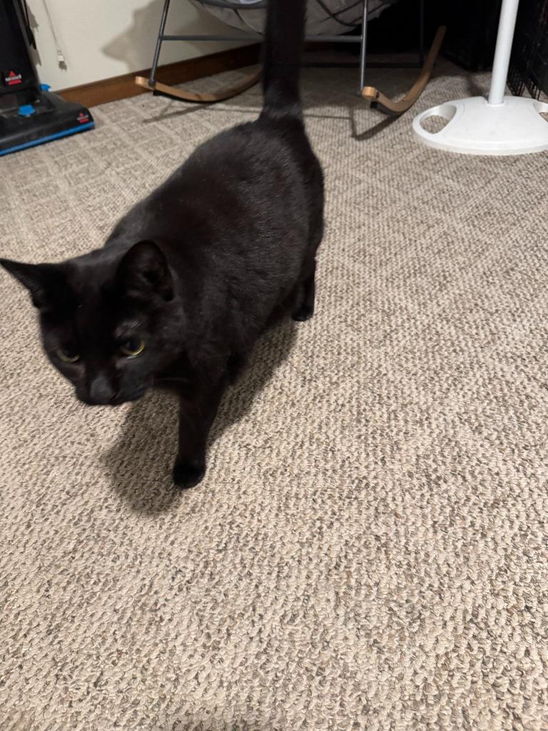 Enlarge Onyx **COURTESY LISTING**, a Adoptable mixed breed in Peru, NY image 2/3