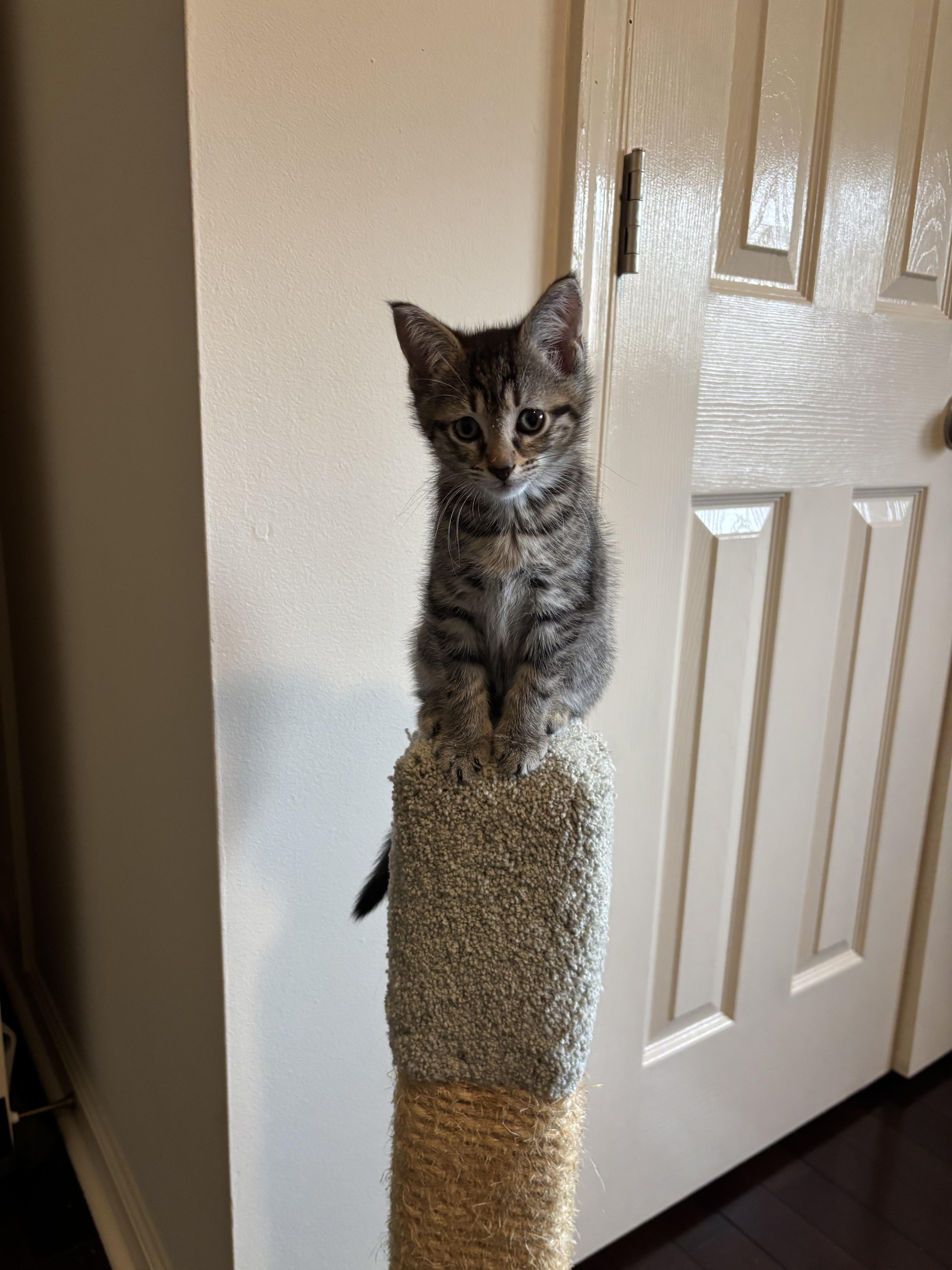 Hugo, ADOPTABLE, Kitten Male Tabby.