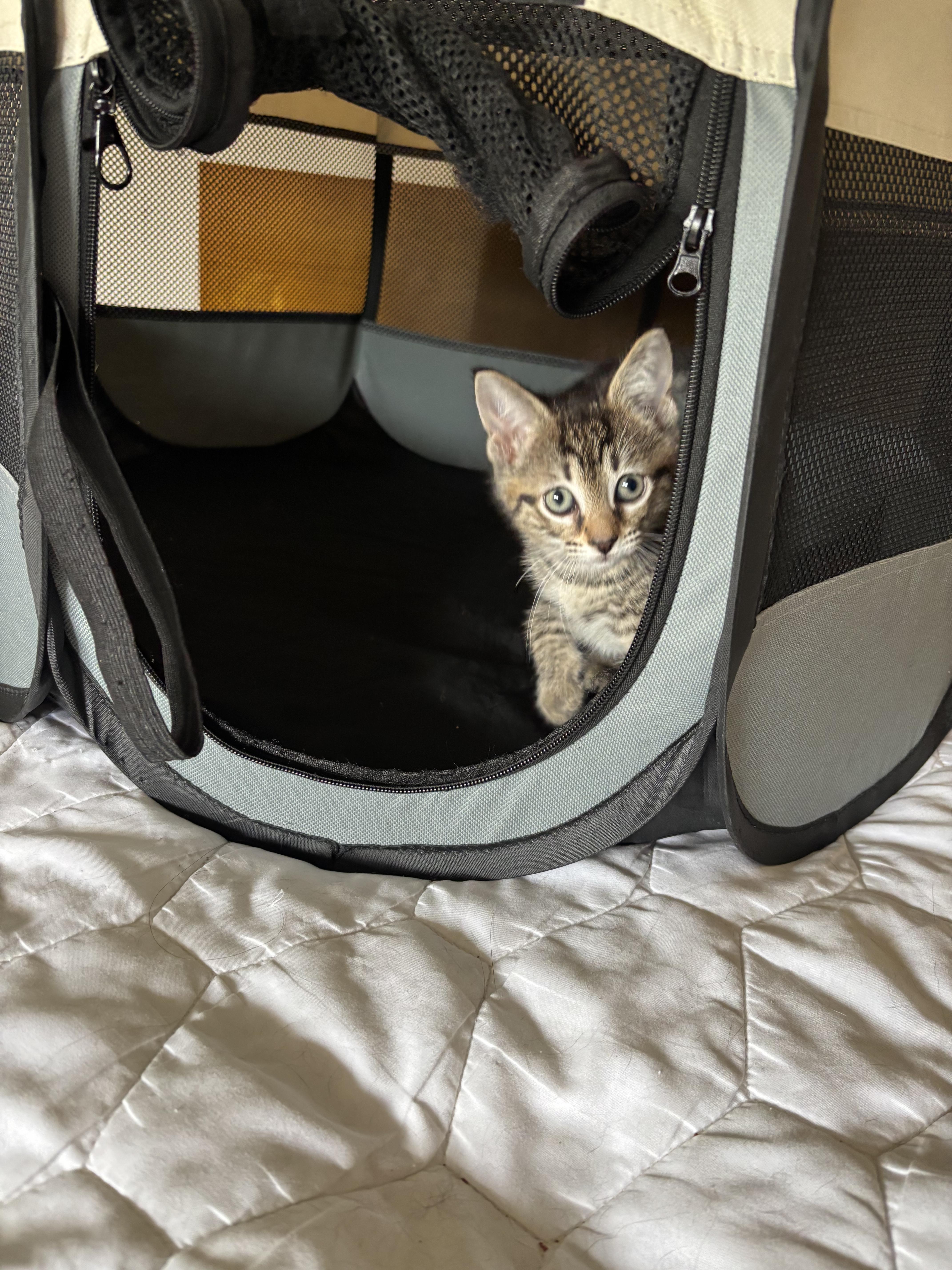 Enlarge Hugo, a ADOPTABLE Tabby in Blue Bell, PA image 6/6