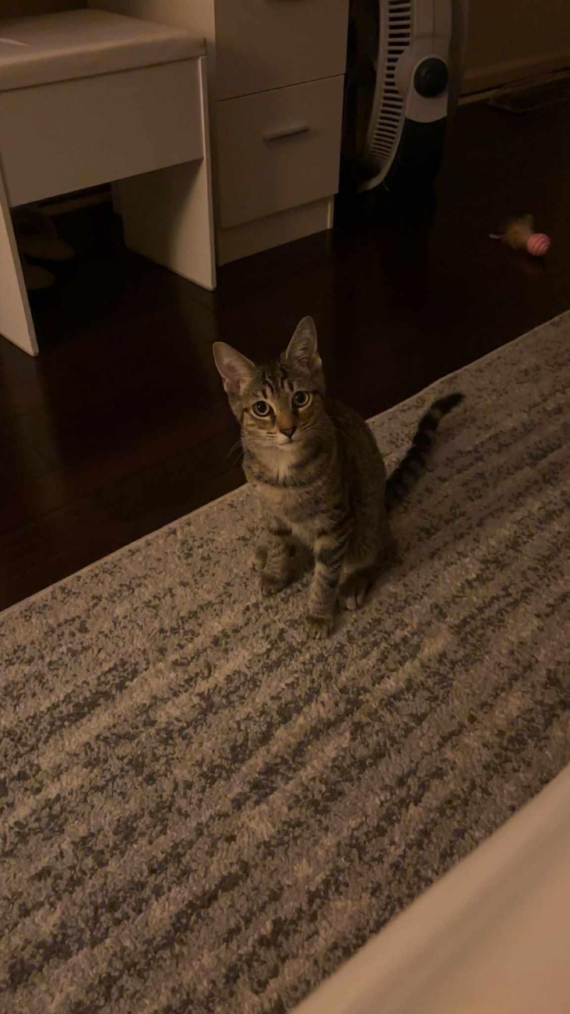 Enlarge Hugo, a ADOPTABLE Tabby in Blue Bell, PA image 3/6