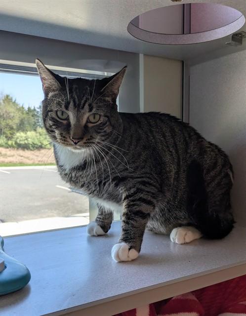 Enlarge ZORO, a Adoptable Domestic Short Hair in Leesburg, VA image 1/1