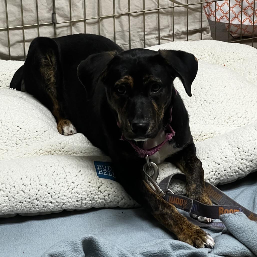 Enlarge Brandy @ Foster, a Adoptable Mixed Breed in Summerville, SC image 1/6