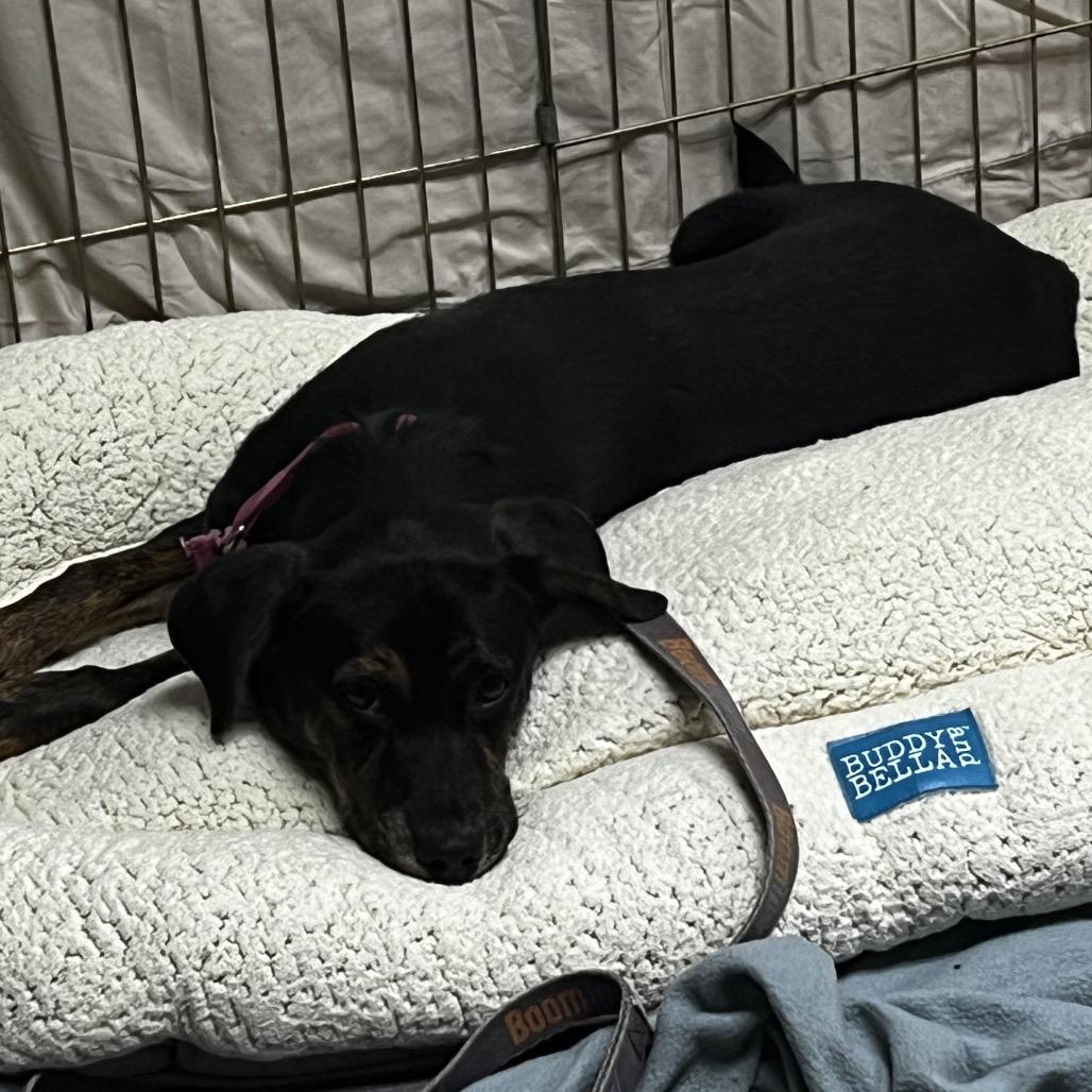 Enlarge Brandy @ Foster, a Adoptable Mixed Breed in Summerville, SC image 2/6