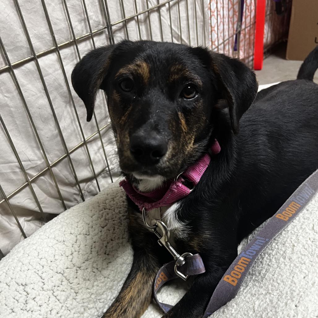 Enlarge Brandy @ Foster, a Adoptable Mixed Breed in Summerville, SC image 3/6