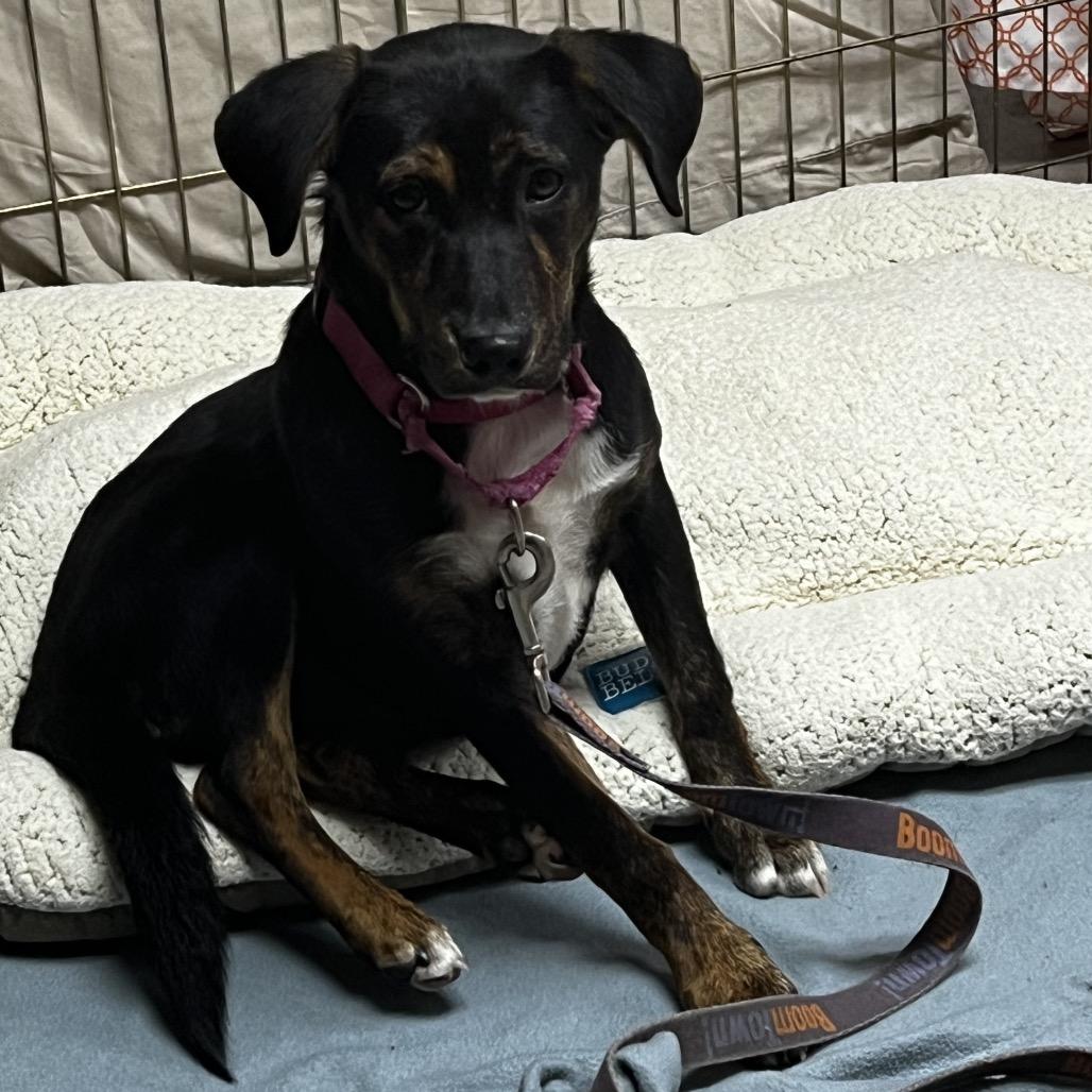 Enlarge Brandy @ Foster, a Adoptable Mixed Breed in Summerville, SC image 4/6