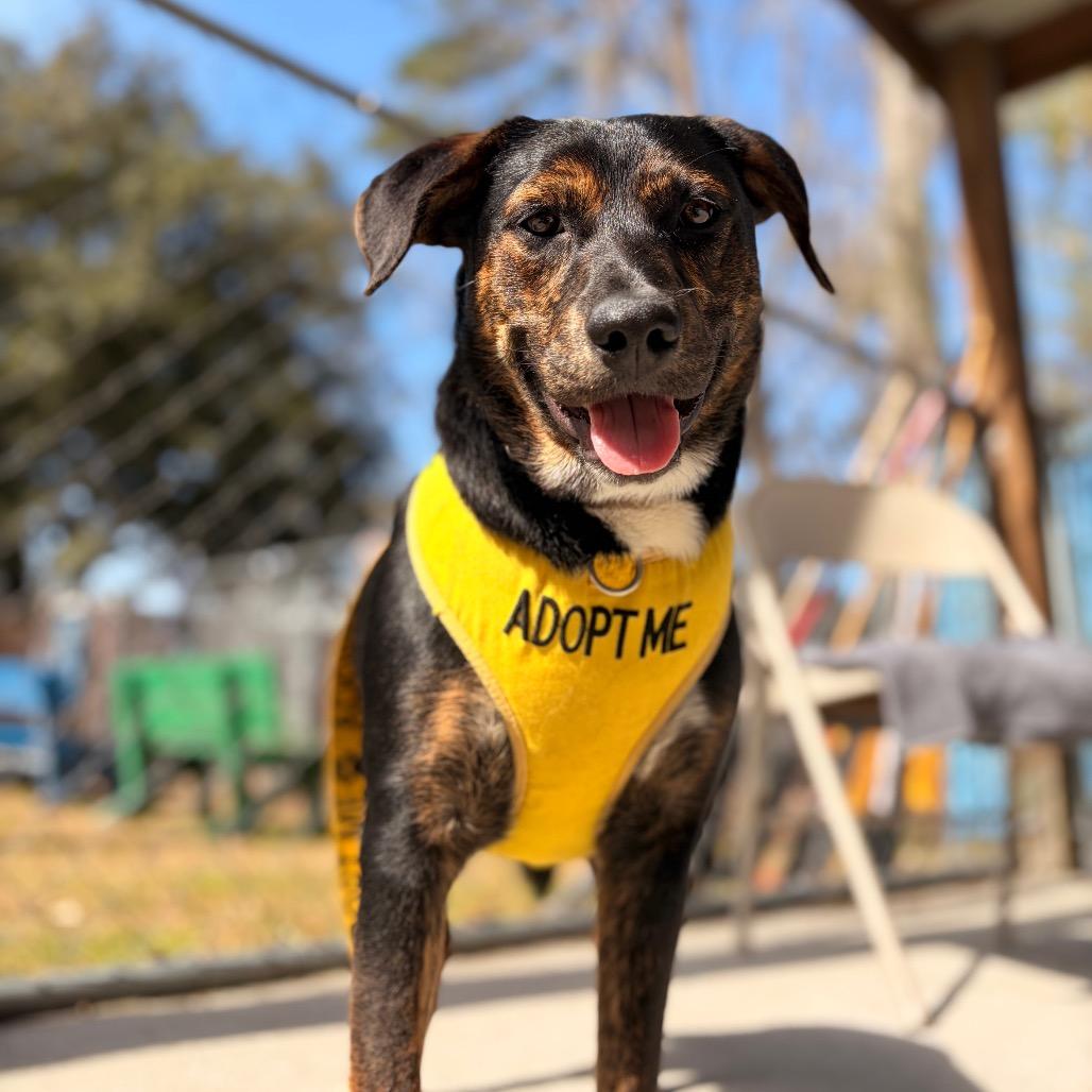 Enlarge Brandy @ Foster, a Adoptable Mixed Breed in Summerville, SC image 5/6
