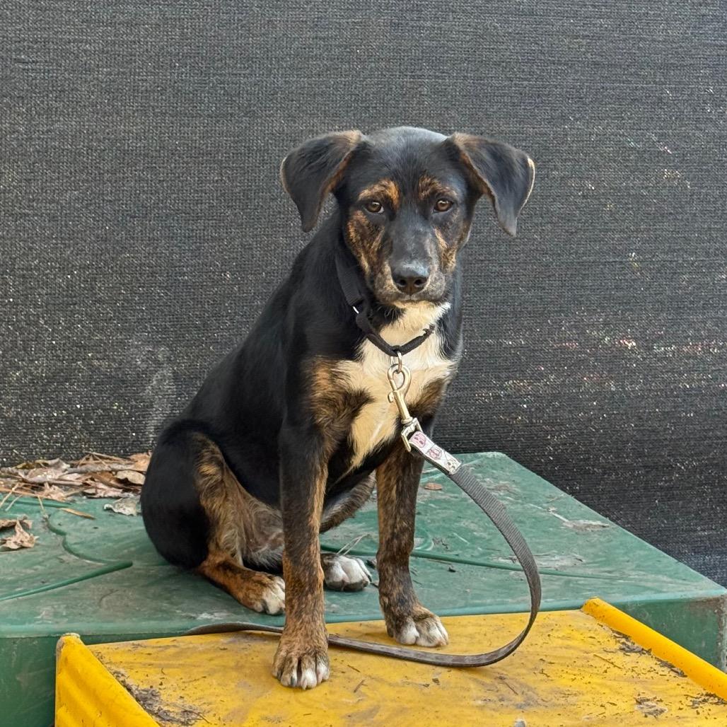 Enlarge Brandy @ Foster, a Adoptable Mixed Breed in Summerville, SC image 6/6